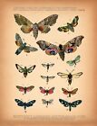 8500.Decoration Poster.Home Room wall interior art design.Antique Butterfly art