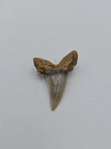 Diente de tiburón fósil Jaekelotodus trigonalis - Ucrania, en buen estado - Imagen 1 de 3