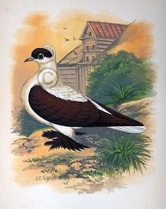 Fancy Pigeon " The Swallow " By James C. Lyell Poster Art 13" X 19" - Picture 1 of 1