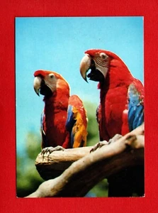 LOROS GUACAMAYOS Postal Pájaros Plumas Rojo Brillante Azul Amarillo GRAN Pico - Imagen 1 de 2