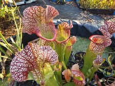 2023 seed cross MEGA MOUTH X MEGA MOUTH sarracenia carnivorous plant seeds