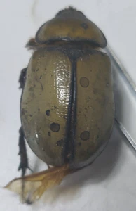 Insects Dynastidae: Dynastes tityus from USA Rare XL 40mm Female - Picture 1 of 6