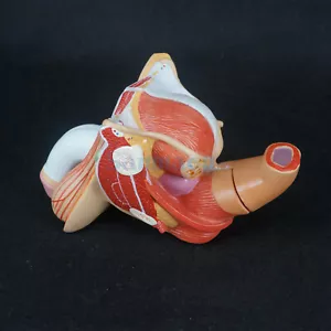 Órgano genital humano masculino pene modelo médico anatómico anatomía enseñanza de ciencias - Imagen 1 de 4