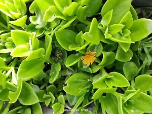 aptenia cordifolia fiore GIALLO pianta - plant yellow flower