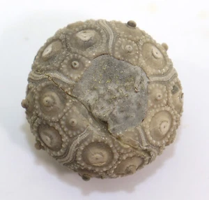 Seeigel, Paracidaris florigemma, Jura, Oxford, Reuchenette, Schweiz -k716 - Picture 1 of 7