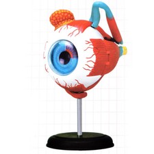 4D Anatomical Human Eyes Structural Model Anatomy Medical Teaching School
