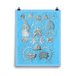 Ernst Haeckel ArtForms in Nature, Spyroidea. Biology Science Art Print 16x20 - Picture 1 of 1