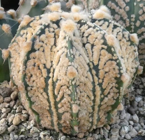C 2991-4 Astrophytum Multihybride - own roots - Imagen 1 de 4