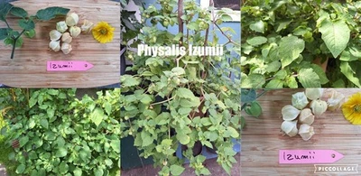 Physalis Sorte: Izumii - Bild 1 von 4