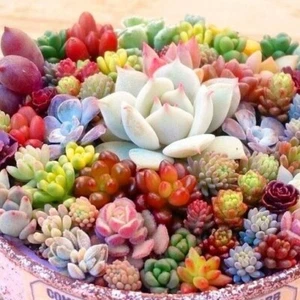 Splendid MIX SUCCULENT SEEDS - Garden Flowers Cactus Cacti - Picture 1 of 2