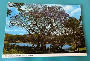 Jacaranda Tree In Bloom Florida Post Card - Picture 1 of 2