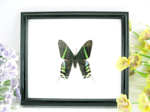 Day flying Moth - vrai beau papillon préparé en vitrine - qualité musée