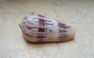 Conus Striatus RARE Beautiful Shells 94.2 mm red Sea shell nice Pattern SPECIMEN - Image 1 of 4
