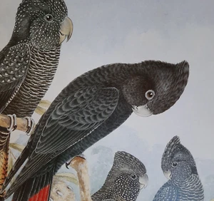 Red-Tailed Black Cockatoo Australian Cockatoos Neville Cayley Art Print Plate 5 - Picture 1 of 2
