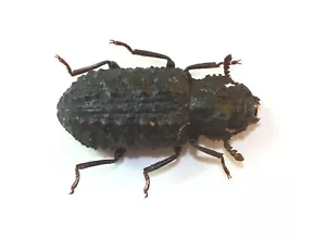 COLEOPTERA, TENEBRIONIDAE, ATHASTHALOMORPHA DENTIFRONS from JAPAN - Picture 1 of 1