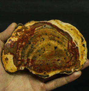 186g BEAUTIFULL NATURAL MULTICOLOR PETRIFIED WOOD NOT POLISHED - Picture 1 of 8