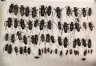 Set of 65 mixed Cerambycidae beetles from West Siberia
