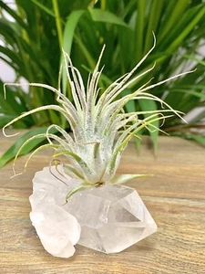 Clear Quartz Air Plant Crystal Tillandsia Gemstone Specimen Table Home Decor. - Picture 1 of 9