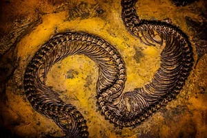 Póster de impresión de arte de pared para el hogar-PALEONTOLOGÍA-ESQUELETO DE DINOSAURIO FÓSIL-A4,A3,A2,A1,A0 - Imagen 1 de 1