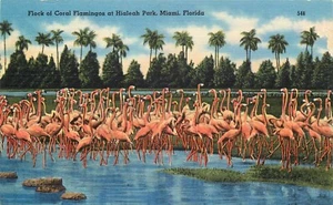 Postal Coral Flamingoes Flock Hialeah Florida Fl lino sin publicar - Imagen 1 de 2