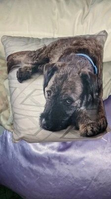 Perro Terrier Airedale Estrellas Browniedog Almohada Sofá Cojín Cachorro Lindo Adorable Foto 1 de 3