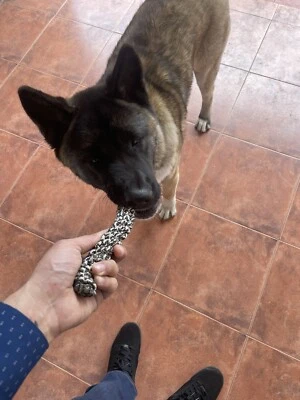 Fun Rope Dog Toy - Image 1 of 4