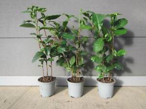 Camellia sinensis - Teepflanze - Echter Teestrauch – Pflanze 40-50cm bis -10°C 