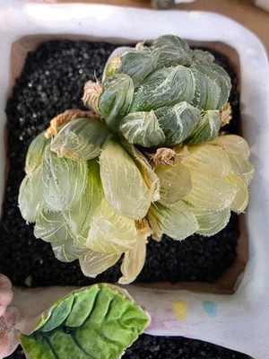 Imported Haworthia variegated succulent - Image 1 of 3