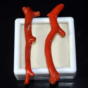 Palos de coral rojo italiano natural, ramas de piedras preciosas de coral áspero pulido 34,60 quilates - Imagen 1 de 3