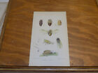 1883 Antique Aphid Print Very Colorful Pineapple Aphid B