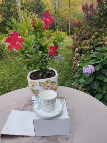 Vintage Lovely Ceramic. T-cup Bird Feeder , New Cover