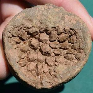Coral Fossil Pleurodictyum amazonicum Bolivia Devonian Belen Formation - Picture 1 of 11