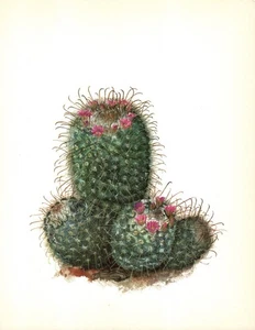 Vintage Cactus Print Botanical Art Southwest Decor Cactus Illustration 6430-60 - Picture 1 of 1