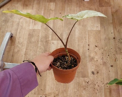 Syngonium ""Albo Variegata"" - follaje blanco y verde, planta rara y gráfica - Imagen 1 de 2