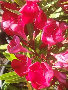 Red Oleander, Fresh Flower Nerium Tree Bush House Plant, 60 2024 Seeds (07) - Picture 1 of 6