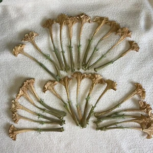 Datura Inoxia Flowers 25 Dried Moonflower Thornapple 2023 Floral Craft Organic