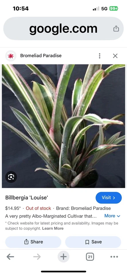 Bromeliad Billbergia   Louise. Hybrid Half Mature  PlantCollector Item  Rare !!! - Image 1 of 2