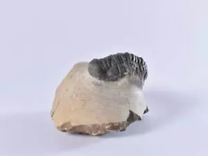 Fossil Trilobite Crotalosephalus - Devonian age - Morocco - A Grade - Picture 1 of 9