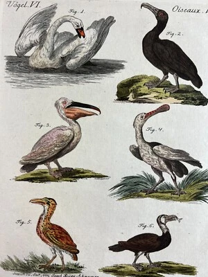 Handkolorierte Radierung Vögel merkwürdige Wasservögel 19,5x25cm - Bild 1 von 4