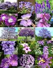 Purple Flower Plants Mix exotic garden tree fragrant bonsai bloom seed 15 seeds