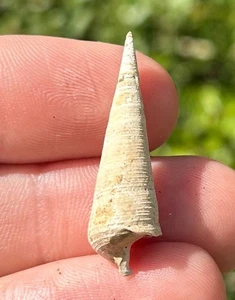 Texas Fossil Gastropod Mesalia claibornensis Eocene Age Shell - Picture 1 of 9