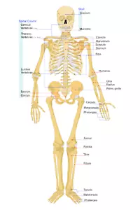 Scheletro di un'anatomia sistema scheletrico illustrazione diagramma stampa poster anteriore - Foto 1 di 1
