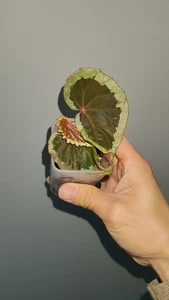 Very Rare Tropical Begonia Baramensis Good for Greenhouse, Terrarium, Cabinet. - Picture 1 of 6