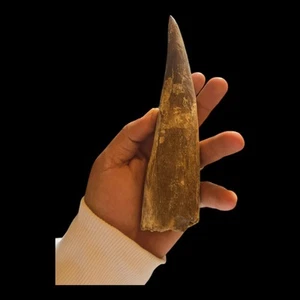 MASSIVE SIZE - SPINOSAUR TEETH 20 CM - Jurassic Predator - KEMKEM Fossils GIANT - Picture 1 of 4