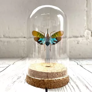 Lanternfly (Saiva transversolineata) Cicada Insect Glass Bell Dome Display Jar - Foto 1 di 2