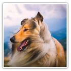 2 x Square Stickers 7.5 cm - Beautiful Rough Collie Animals Pets Cool Gift #8615