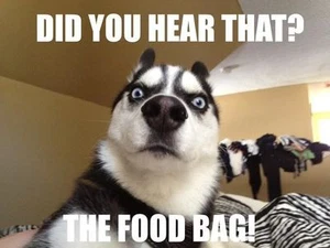 Funny Siberian Husky refrigerator magnet 2 1/2 x 3 " - Picture 1 of 1