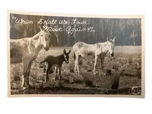 Foto real foto postal Donkeys Mules Frashers Pomona California recuerdo - Imagen 1 de 3