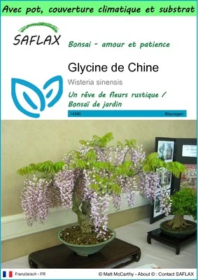 SAFLAX - Garden to go - Glycine de Chine - 4 Graines - Photo 1/4