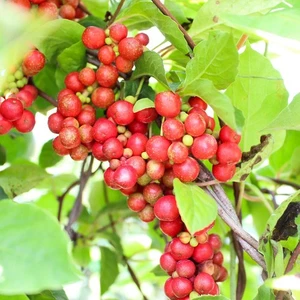 Five-flavour-fruit (Schisandra chinensis) - 20 seeds - Bild 1 von 4